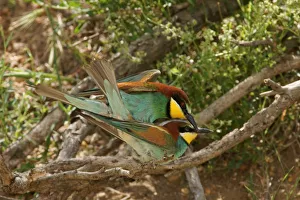 <b class=qtipBold><figcaption>Bee-eater</figcaption></b><br><em>© Marka/Universal Images Group</em> Bee-eater