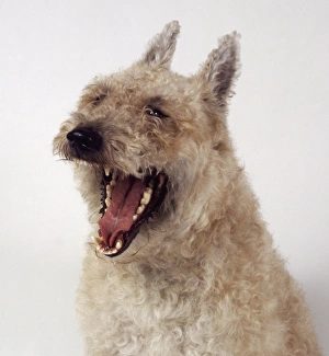 Belgian Shepherd Dog (Laekenois), yawning Belgian Shepherd Dog (Laekenois), yawning