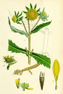 Bidens cernus, var. genuina, Nodding Bur-Marygold, var. a Bidens cernus, var. genuina, Nodding Bur-Marygold, var. a