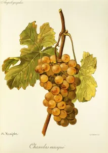 Chasselas Musque Grape Print