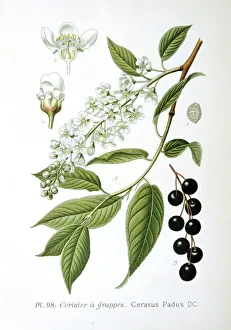 Bird Cherry (Cerasus padus or Prunus padus) deciduous large shrub or small tree Bird Cherry (Cerasus padus or Prunus padus) deciduous large shrub or small tree