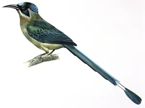 Birds, Coraciiformes, Blue-crowned Motmot, (Momotus momota), illustration Birds, Coraciiformes, Blue-crowned Motmot, (Momotus momota), illustration