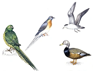 Birds: Night Parakeets: Psittaciformes: Night Parrot (Pezoporus occidentalis) Birds: Night Parakeets: Psittaciformes: Night Parrot (Pezoporus occidentalis)