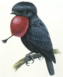 Birds, Passeriformes, Amazonian Umbrellabird, (Cephalopterus ornatus), illustration