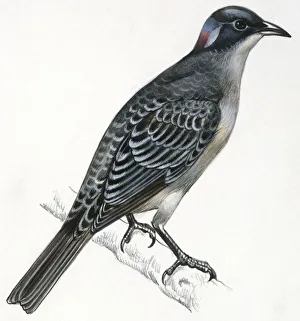 Birds: Passeriformes, Great Bowerbird, (Chlamydera nuchalis), illustration Birds: Passeriformes, Great Bowerbird, (Chlamydera nuchalis), illustration