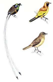 Birds: Passeriformes, Paradisaeidae, Flame Bowerbird, Sericulus aureus and Vogelkop Bowerbird (Amblyornis inornatus), illustration Birds: Passeriformes, Paradisaeidae, Flame Bowerbird, Sericulus aureus and Vogelkop Bowerbird (Amblyornis inornatus), illustration