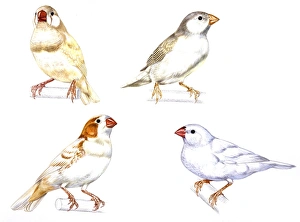 Birds: Passeriformes, Zebra Finch, (Taeniopygia guttata): cream color, brown and white Birds: Passeriformes, Zebra Finch, (Taeniopygia guttata): cream color, brown and white