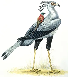 Birds: Secretary Bird, (Falconiformes, Sagittarius serpentarius) with Northern Carmine Bee-eater (Coraciiformes, Merops nubicus), illustration Birds: Secretary Bird, (Falconiformes, Sagittarius serpentarius) with Northern Carmine Bee-eater (Coraciiformes, Merops nubicus), illustration