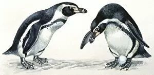 Birds: Sphenisciformes, Humboldt Penguin (Spheniscus humboldti) couple, illustration