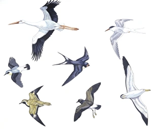 Birds: White Stork (Ciconiiformes, Ciconia ciconia), Antarctic Tern (Charadriiformes Birds: White Stork (Ciconiiformes, Ciconia ciconia), Antarctic Tern (Charadriiformes