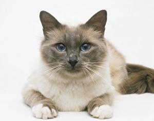 Birman Cat (Felis catus) lying down, facing forward