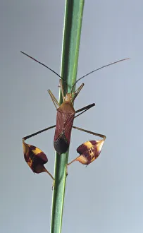 Bitta flavolineata, leaf-footed bug on plant stem, front view Bitta flavolineata, leaf-footed bug on plant stem, front view