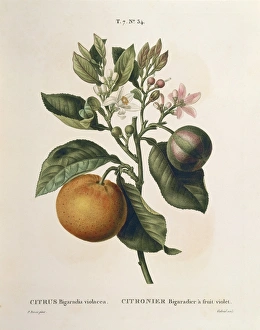 Citrus bigaradia hotsell