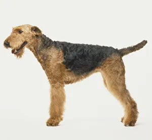 Black and brown airedale terrier staning, straight back sloping towards short tail Black and brown airedale terrier staning, straight back sloping towards short tail