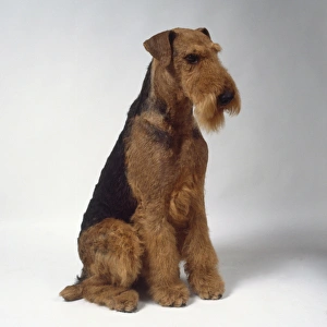 A black and brown Airedale terrier with a wiry coat and a bristly beard sitting on its A black and brown Airedale terrier with a wiry coat and a bristly beard sitting on its