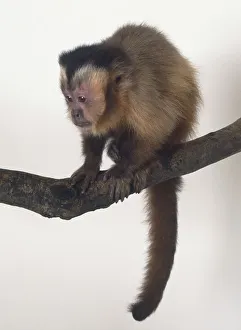 Black-capped Capuchin, Cebus apella, sitting on branch, tail hanging down Black-capped Capuchin, Cebus apella, sitting on branch, tail hanging down
