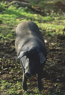 Black Domestic Pig (Sus scrofa domestica) standing in the field of organic farm Black Domestic Pig (Sus scrofa domestica) standing in the field of organic farm