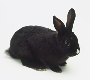 Black Domestic Rabbit (Oryctolagus cuniculus) with a white spot on its nose