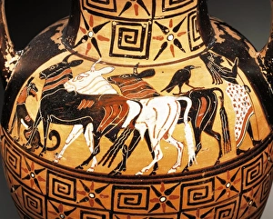 Detail of Black-figure amphora depicting bulls, painted by Paris Painter, 550/540 B.C Detail of Black-figure amphora depicting bulls, painted by Paris Painter, 550/540 B.C
