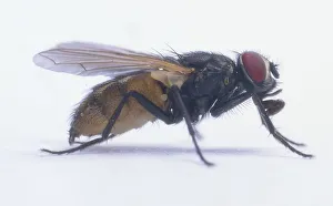 <b class=qtipBold><figcaption>Black house fly</figcaption></b><br>Black house fly.<br><em>© Dorling Kindersley/UIG</em> Black house fly