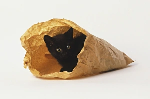 Black kitten peeking out of paper bag