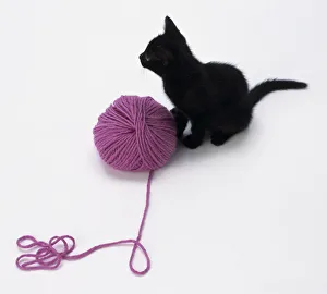 Black kitten with a pink ball of wool Black kitten with a pink ball of wool