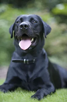 Black Labrador lying in grass, sticking out tongue, front view