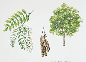 Black Locust (Robinia pseudoacacia), plant with leaves and flowers, illustration Black Locust (Robinia pseudoacacia), plant with leaves and flowers, illustration