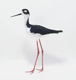 A Black-necked Stilt (Himantopus Mexicanus), side view A Black-necked Stilt (Himantopus Mexicanus), side view