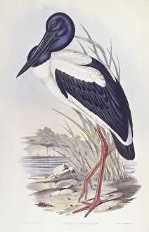 Black-necked stork (Ephippiorhynchus asiaticus), Engraving by John Gould Black-necked stork (Ephippiorhynchus asiaticus), Engraving by John Gould