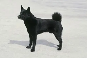 Black Norwegian Elkhound (Norsk Elghund Sort), side view Black Norwegian Elkhound (Norsk Elghund Sort), side view