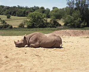 Black Rhinoceros, Diceros bicornis, perching in sun on sandy patch in front of green Black Rhinoceros, Diceros bicornis, perching in sun on sandy patch in front of green