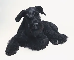 Black Russian Terrier (Canis familiaris) lying down, front view Black Russian Terrier (Canis familiaris) lying down, front view