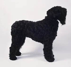 Black Russian Terrier, side view Black Russian Terrier, side view