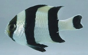 Black-tailed Humbug, dascyllus melanurus, silver fish with thick vertical black stripes Black-tailed Humbug, dascyllus melanurus, silver fish with thick vertical black stripes