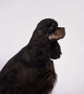 Black and tan American Cocker Spaniel with head in profile, sitting Black and tan American Cocker Spaniel with head in profile, sitting