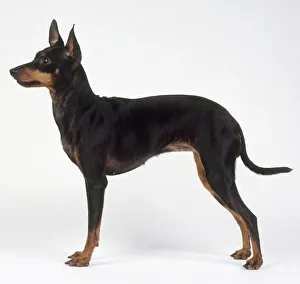 A black and tan English Toy Terrier, side view A black and tan English Toy Terrier, side view