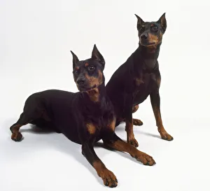 Two black and tan German pinschers with pointed cropped ears Two black and tan German pinschers with pointed cropped ears