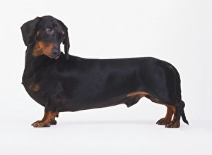 Black and tan Short-Haired Dachshund (Canis familiaris) standing looking sideways Black and tan Short-Haired Dachshund (Canis familiaris) standing looking sideways