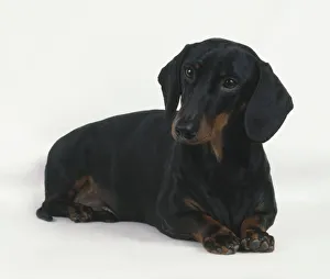 Black and tan Smooth Haired Dachshund dog lying down