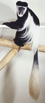 Black and white Colobus Monkey holding onto bar Black and white Colobus Monkey holding onto bar