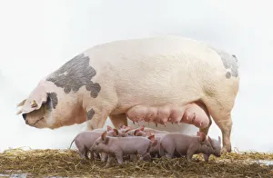 A black and white coloured Domestic Pig (Sus domestica) with heavy udders A black and white coloured Domestic Pig (Sus domestica) with heavy udders