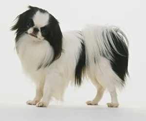 Black and white coloured Japanese Chin dog (Canis familiaris), head turned towards camera Black and white coloured Japanese Chin dog (Canis familiaris), head turned towards camera