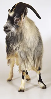 Black and white goat with long horns, side view