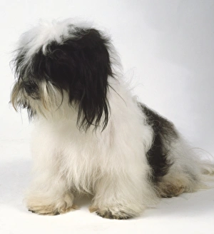 A black and white Kyi Leo dog with a long silky coat draping from its head and body A black and white Kyi Leo dog with a long silky coat draping from its head and body
