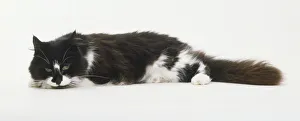 Black and white Longhair Cat (Felis catus) lying down, side view