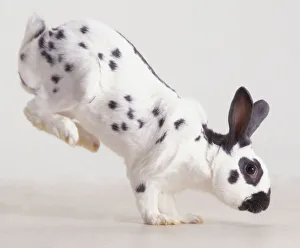 Black and white Rabbit (Oryctolagus cuniculus) landing on front paws after jump, side view Black and white Rabbit (Oryctolagus cuniculus) landing on front paws after jump, side view