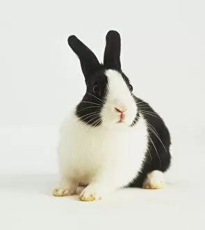 Black and white rabbit, front view