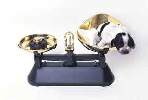 Black and white Spaniel puppy being weighed on scales