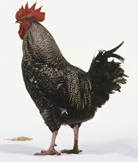 Black and white speckled cockerel, plumage, bright red comb and wattles, standing Black and white speckled cockerel, plumage, bright red comb and wattles, standing